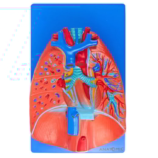 Sistema Respiratório e Cardiovascular 7 Partes