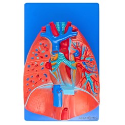 Sistema Respiratório e Cardiovascular 7 Partes