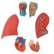 Sistema Respiratório e Cardiovascular 7 Partes