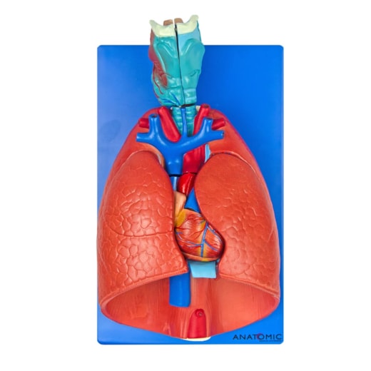 Sistema Respiratório e Cardiovascular 7 Partes