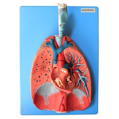 Sistema Respiratório e Cardiovascular Luxo 7 Partes