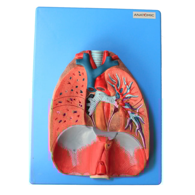 Sistema Respiratório e Cardiovascular Luxo 7 Partes-06cd3309-5d27-407d-836b-83b83cad9505