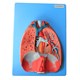 Sistema Respiratório e Cardiovascular Luxo 7 Partes