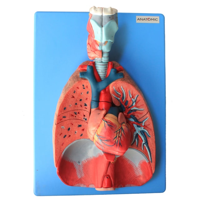 Sistema Respiratório e Cardiovascular Luxo 7 Partes-61c57b5c-493e-415f-8dbd-f75fb2772af9
