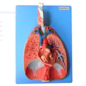 Sistema Respiratório e Cardiovascular Luxo 7 Partes