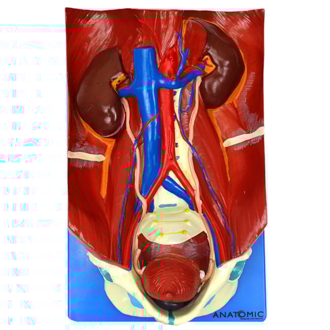 Sistema Urinário Clássico 4 Partes-1a4015c6-1b79-4149-ba5d-f2ade08deae9