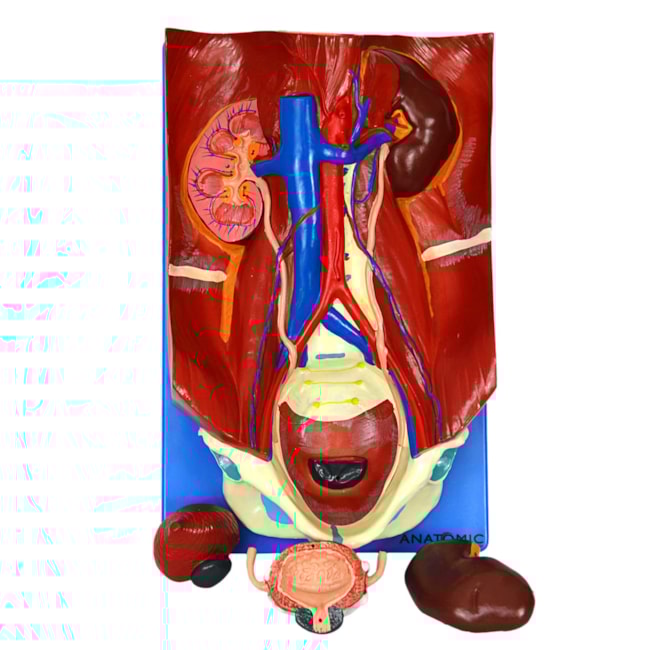 Sistema Urinário Clássico 4 Partes-5bdcd38c-d78f-4250-91f5-ac6ac80ef0d5