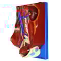 Sistema Urinário Clássico 4 Partes-4e7216a8-815c-40c2-9fe5-e51ab66fe9d9
