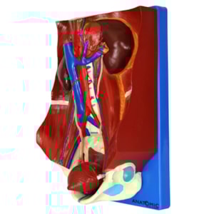 Sistema Urinário Clássico 4 Partes