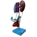 Sistema Urinário Feminino-f649ceef-b854-419a-9dd3-95a6e5f7f245
