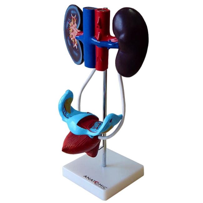 Sistema Urinário Feminino-a402666f-0226-40f6-add0-2e4bcc628391