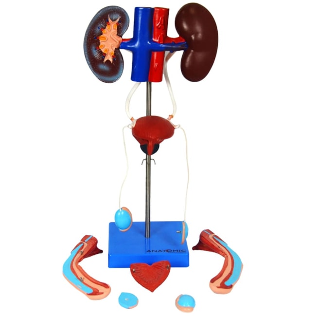 Sistema Urinário Masculino 6 Partes-a0e9099e-2f16-4b37-ab06-c68ac33e21a8