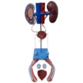 Sistema Urinário Masculino 6 Partes-fc55f63f-38b8-4cbf-9861-5c9ab7168ecb