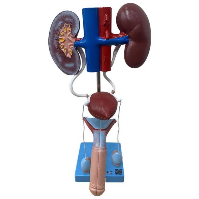 Sistema Urinário Masculino 6 Partes-0665c5f3-245d-40bd-a4e2-49e691201ab5