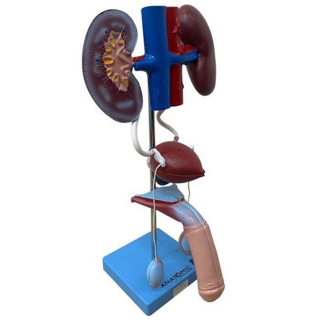 Sistema Urinário Masculino 6 Partes-74ea5e18-790c-4e04-ae4d-3f25ae940775