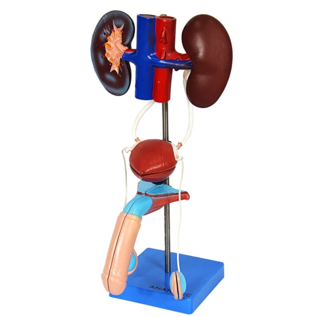 Sistema Urinário Masculino 6 Partes-8ec27f02-8135-4b6e-93b3-9f75b51a89ca