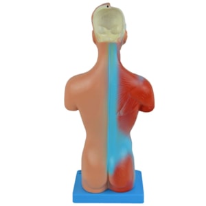 Torso 28cm Assexuado 15 Partes