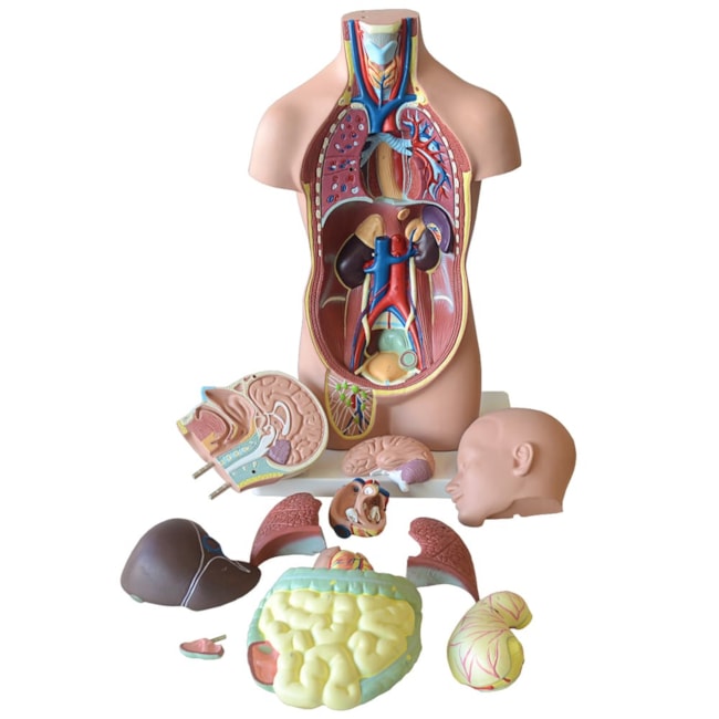 Torso Assexuado 50cm Com 12 Partes-94755a0c-8e7e-43b0-841c-7a04ee17b376