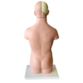 Torso Assexuado 50cm Com 12 Partes-4bb2c227-a5d7-4595-9bc9-05750a9a9da8