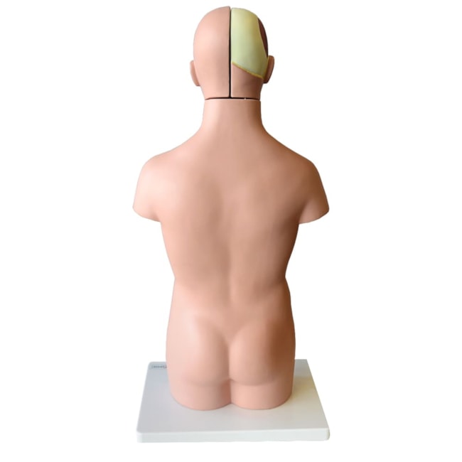 Torso Assexuado 50cm Com 12 Partes-1c3e583d-ba4e-4251-be72-ddd5f0cdb97d
