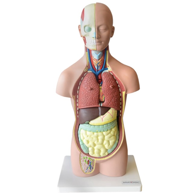 Torso Assexuado 50cm Com 12 Partes-774c7e5e-ba72-477f-8440-66a86a0135d9