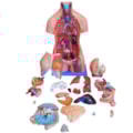 Torso Bissexual 85cm Com Coluna Exposta 24 Partes-c6293506-d723-4b1b-9d81-9bd541b77fa6
