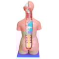 Torso Bissexual 85cm Com Coluna Exposta 24 Partes-111dc659-acdb-4f76-a542-a6068df05308