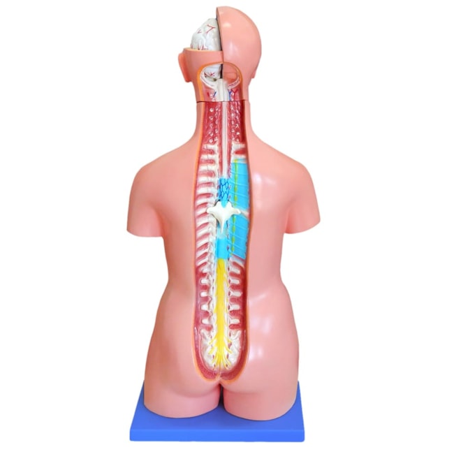 Torso Bissexual 85cm Com Coluna Exposta 24 Partes-982407c4-943a-43ab-aade-1ff5e887d5b3