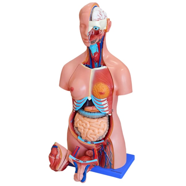 Torso Bissexual 85cm Com Coluna Exposta 24 Partes-6c492367-4119-4b56-a097-c5df6896e43e