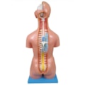 Torso Bissexual 85cm Com Coluna Exposta 25 Partes-4ab7819e-4728-4eac-bb82-327d72f806c5