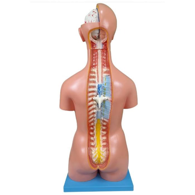 Torso Bissexual 85cm Com Coluna Exposta 25 Partes-16ac9d28-c9b2-43ee-8fb3-97bbf2102b6f