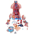 Torso Bissexual 85cm Com Coluna Exposta 25 Partes-1cd0fedc-655c-4ba4-b3f3-62cc6841f651