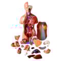 Torso de 45cm Bissexual  Assexuado, com Coluna Exposta 25 Partes-bee10f04-d1f8-43f6-96c7-f8393cea28ac