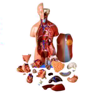 Torso de 45cm Bissexual Assexuado, com Coluna Exposta 25 Partes