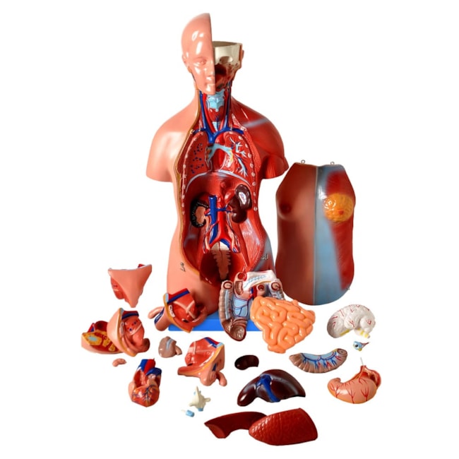 Torso de 45cm Bissexual Assexuado, com Coluna Exposta 25 Partes-044777c2-1920-4e3b-96b9-5447758d53aa