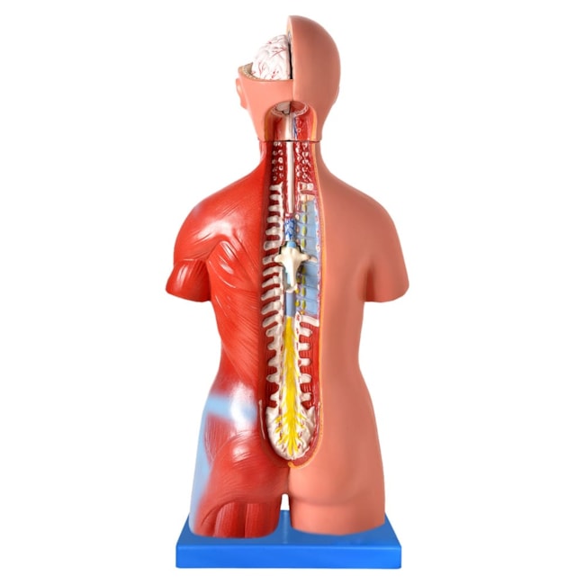 Torso de 45cm Bissexual  Assexuado, com Coluna Exposta 25 Partes-c62da585-9a5b-4378-a660-b01bf53cf0b4