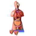 Torso de 45cm Bissexual  Assexuado, com Coluna Exposta 25 Partes-7d70bc2f-a8dd-4fa1-8c2b-82ae5bafe86b