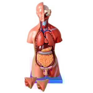 Torso de 45cm Bissexual  Assexuado, com Coluna Exposta 25 Partes