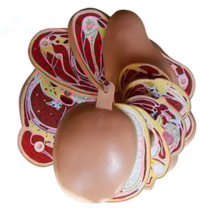 Torso em Disco Corte Axial 20 Partes