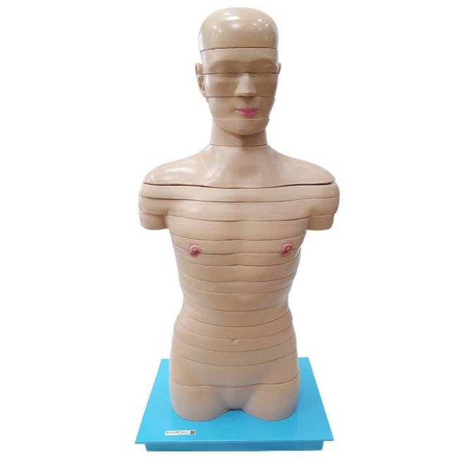 Torso em Disco Corte Axial 20 Partes-4f3734ef-7e42-4ac9-804d-c0fed5f3b0c4
