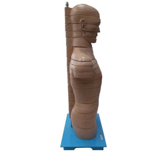 Torso em Disco Corte Axial 20 Partes-d0824b99-42b8-4d69-af58-8d0f65ce5753