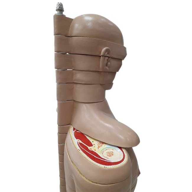 Torso em Disco Corte Axial 20 Partes-3eb707e2-903a-4ee4-bbe9-ab10424bef6a