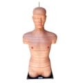 Torso em Disco Corte Axial 20 Partes-0e723a8b-7c4b-4e27-a913-d6fd3b310233