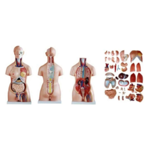 Torso Humano Bissexual 85cm Desmontável em 40 Partes