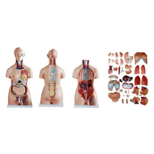 Torso Humano Bissexual 85cm Desmontável em 40 Partes