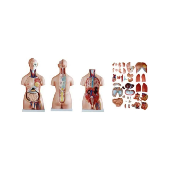 Torso Humano Bissexual 85cm Desmontável em 40 Partes-16e18749-26ba-4eab-8619-66731408897c