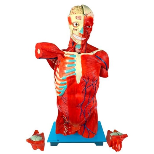 Torso Humano Muscular Bissexual 108cm com Órgãos Internos em 27 Partes