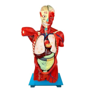 Torso Humano Muscular Bissexual 108cm com Órgãos Internos em 27 Partes