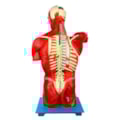 Torso Humano Muscular Bissexual 108cm com Órgãos Internos em 27 Partes-dd53f241-414b-43f1-bd73-61b8b855d71b