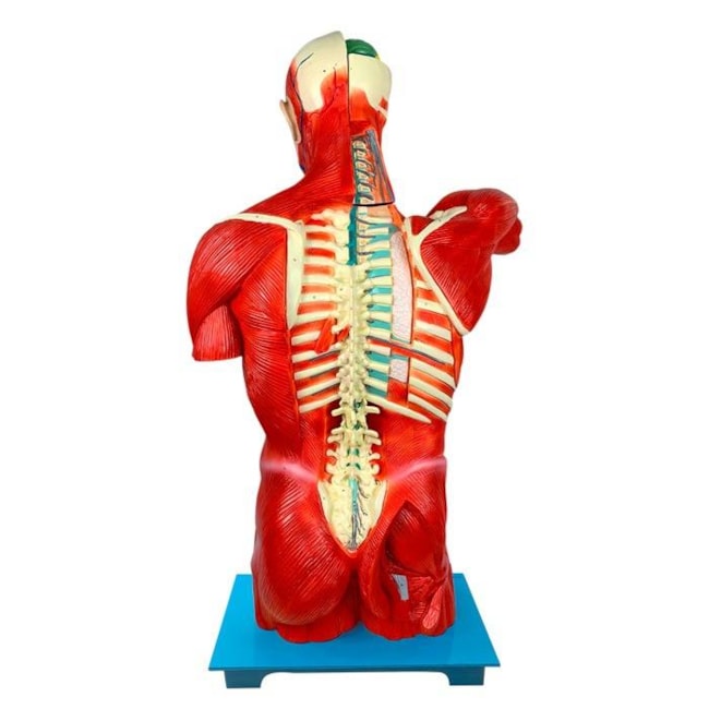 Torso Humano Muscular Bissexual 108cm com Órgãos Internos em 27 Partes-d33b9dd7-a1e0-4f60-8cf7-7e433b3f7d4c
